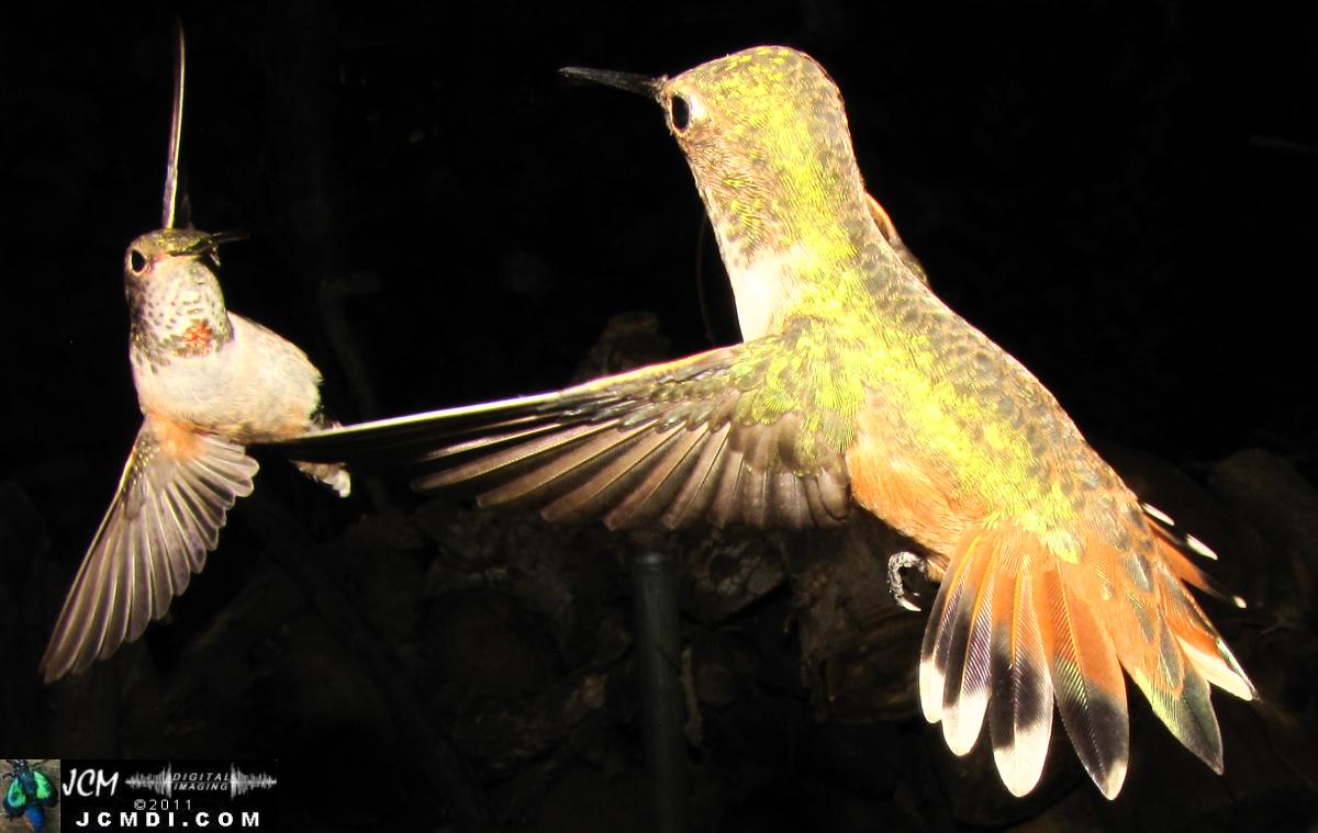 Hummingbird photo captured from Robo-Cam Motion Detection at JCMDI.COM